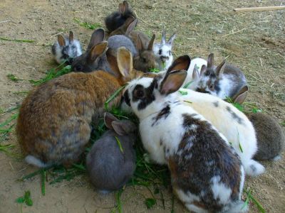 tiere-bauernhof-hasen-familienferien-oberpflzer-wald-400